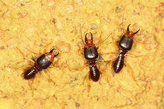 Macrotermes carbonarius