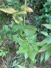 Eupatorium pubescens