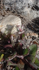 Arctotis angustifolia