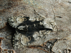 Acronicta alni