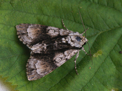 Acronicta alni