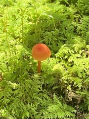 Hygrocybe cantharellus