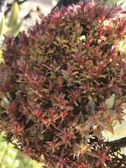Protea witches broom phytoplasma