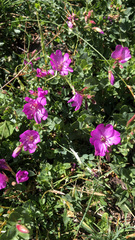 Epilobium obcordatum