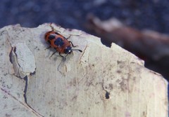 Episcaphula australis