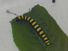 Acronicta alni