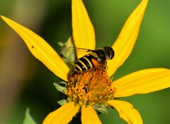 Eristalis transversa