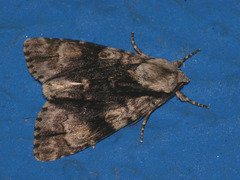 Acronicta alni