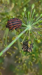 Graphosoma italicum italicum