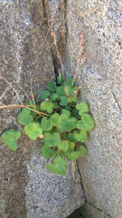 Oxyria digyna