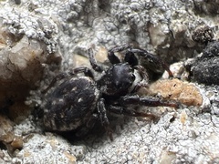 Salticidae