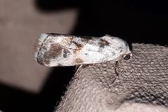 Ponometia candefacta