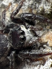 Salticidae