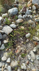 Arctotis angustifolia