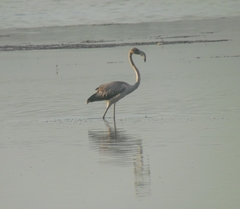 Phoenicopterus ruber