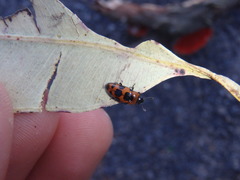 Episcaphula australis