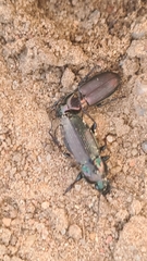 Poecilus versicolor