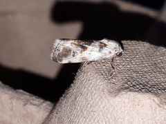 Ponometia candefacta