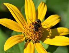 Eristalis transversa