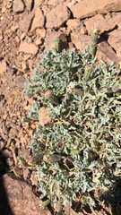 Chaenactis douglasii