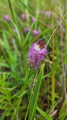 Polygala cruciata