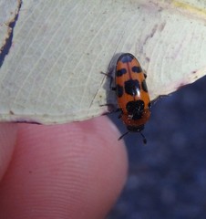 Episcaphula australis