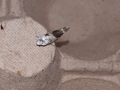 Ponometia candefacta