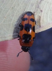 Episcaphula australis