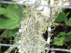Tillandsia usneoides