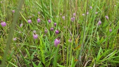 Polygala cruciata