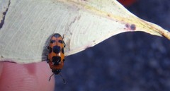 Episcaphula australis