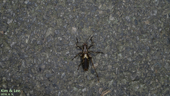 Paratlanticus ussuriensis