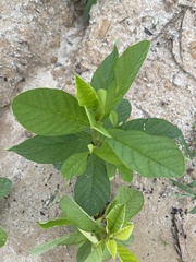 Crotalaria spectabilis