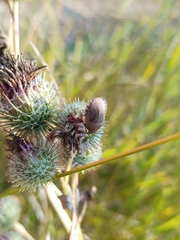 Eurygaster testudinaria