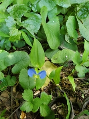 Commelina communis