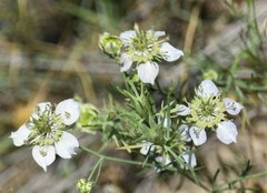 Nigella arvensis