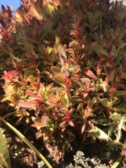 Protea witches broom phytoplasma