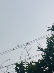 Passer domesticus