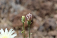 Calycoseris wrightii
