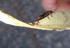 Episcaphula australis