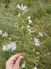 Symphyotrichum oolentangiense