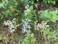 Eupatorium pubescens
