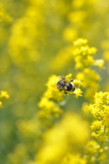 Apinae