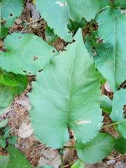 Eurybia macrophylla