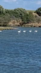 Phoenicopterus roseus
