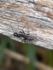 Camponotus pennsylvanicus
