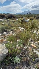 Lachnaea capitata