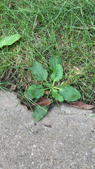 Plantago major