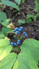 Caulophyllum thalictroides