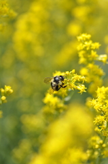 Apinae